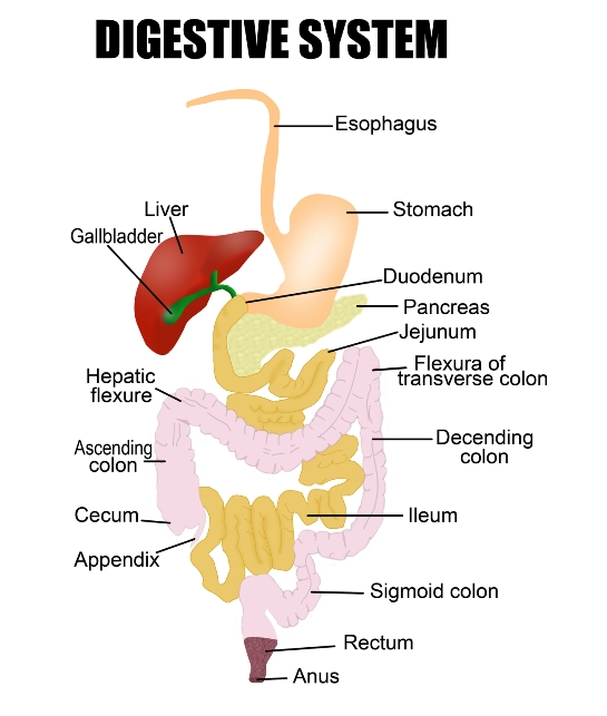 digestive system