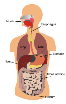 athens gi center - body GERD