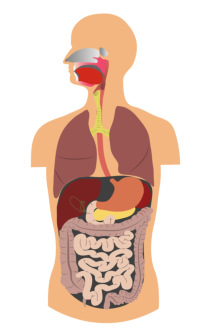 digestive system