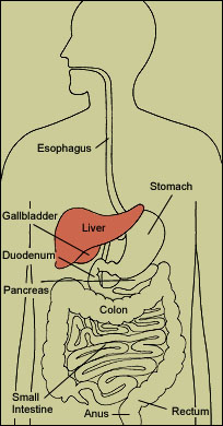 Athens GI Center - Liver
