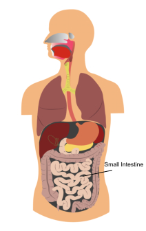 Athens GI Center - Small Intestine